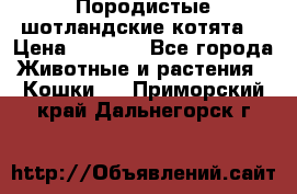 Породистые шотландские котята. › Цена ­ 5 000 - Все города Животные и растения » Кошки   . Приморский край,Дальнегорск г.